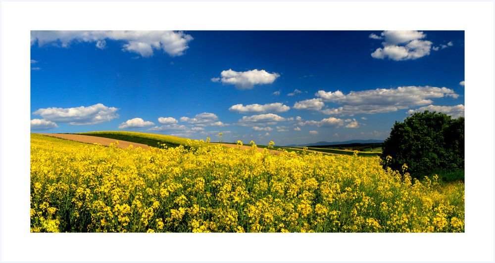 Weinviertel -Wein-Öl-Raps  