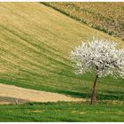 Weinviertler Frühling 07