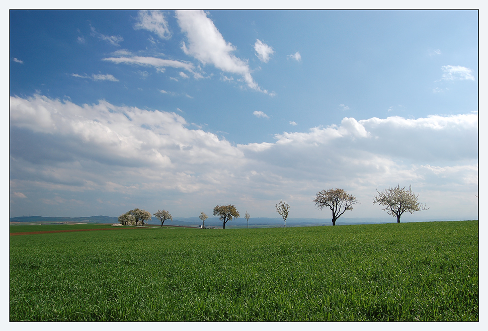 Weinviertler Frühling