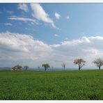 Weinviertler Frühling