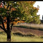 Weinviertler Herbst 08 ** 5