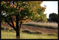 Weinviertler Herbst 08 ** 5