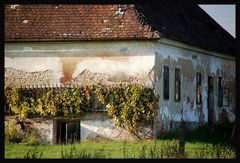 Weinviertler Herbst 08