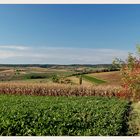 Weinviertler Herbst 08 ** 7