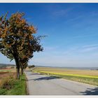 Weinviertler Herbst 08 ** 8