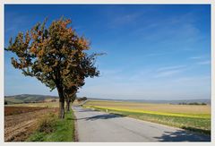 Weinviertler Herbst 08 ** 8