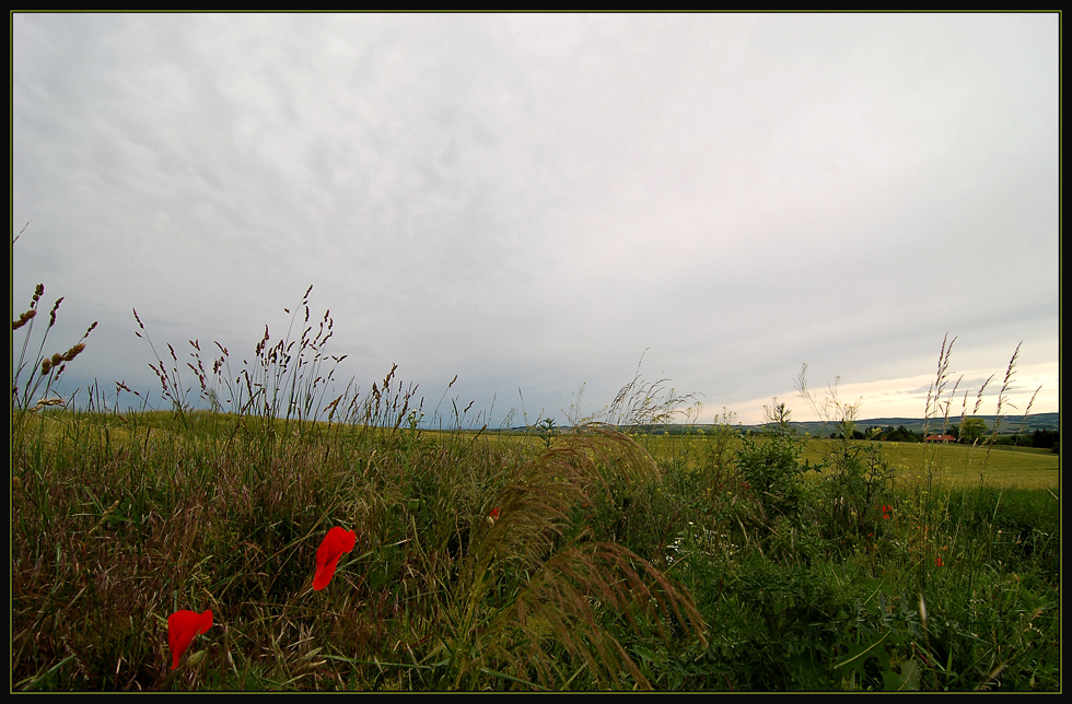 Weinviertler Impression