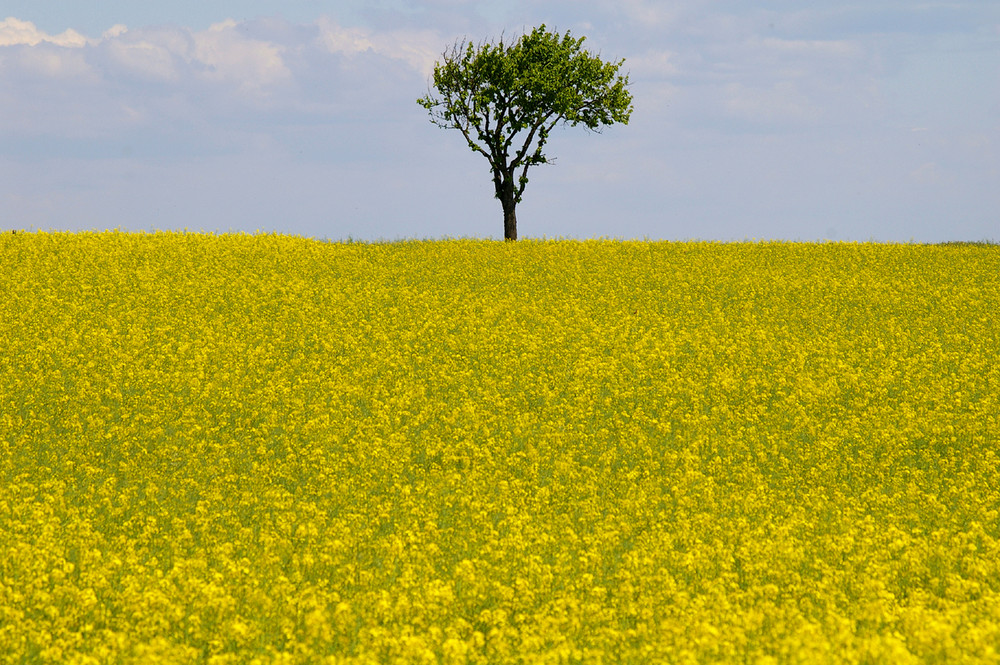 Weinviertler Rapsfeld