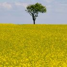 Weinviertler Rapsfeld