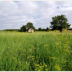 Weinviertler Sommer 09 **09