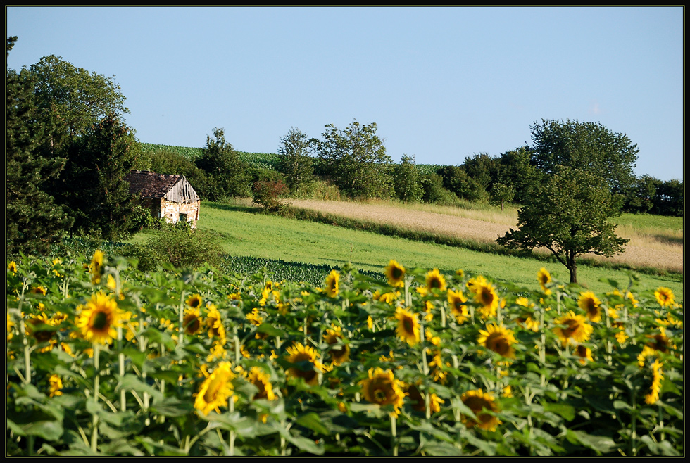 Weinviertler Sommer 09 **3