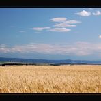 Weinviertler Sommer 09 **6