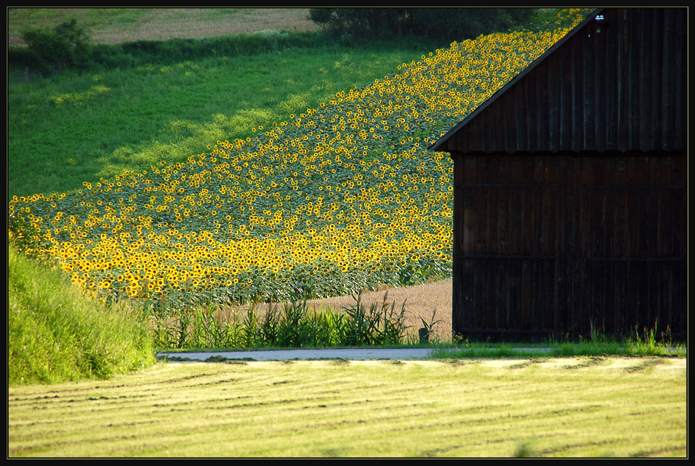 Weinviertler Sommer 09 **7