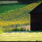 Weinviertler Sommer 09 **7