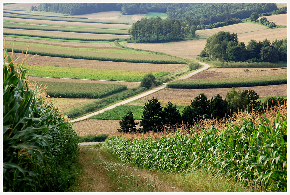 Weinviertler Sommer 09 **8