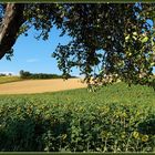 Weinviertler Sommer...