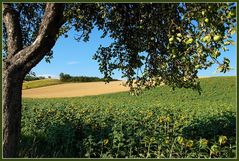 Weinviertler Sommer...