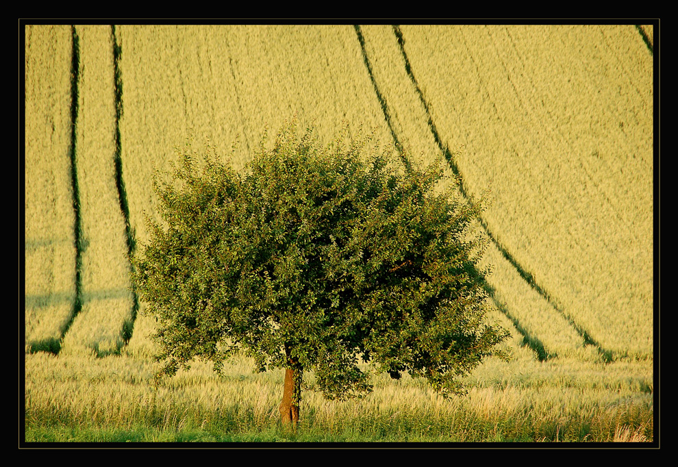 Weinviertler Sommeransichten ~3~