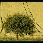 Weinviertler Sommeransichten ~3~