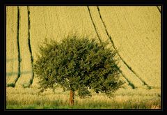 Weinviertler Sommeransichten ~3~