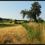 Weinviertler Sommeransichten ~5~