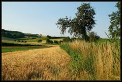 Weinviertler Sommeransichten ~5~