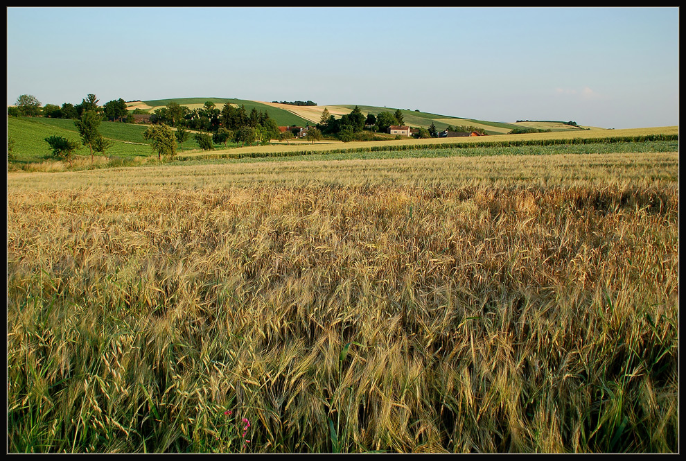 Weinviertler Sommeransichten