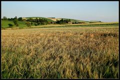 Weinviertler Sommeransichten