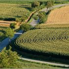 Weinviertler Sommerrückblick -10 -