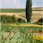 Weinviertler Sommerrückblick -11 -