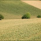 Weinviertler Sommerrückblick -12 -