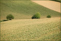 Weinviertler Sommerrückblick -12 -