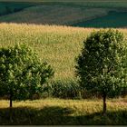 Weinviertler Sommerrückblick -14 -