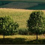 Weinviertler Sommerrückblick -14 -