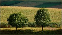 Weinviertler Sommerrückblick -14 -