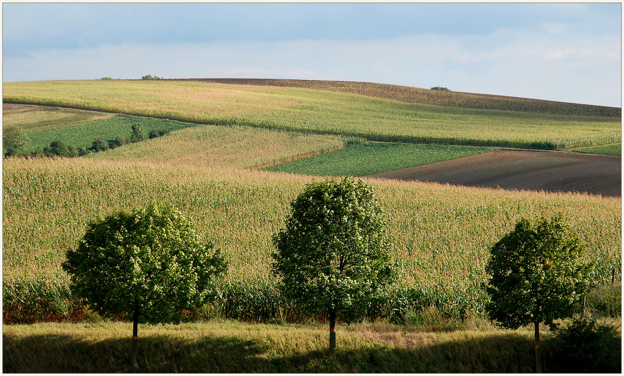 Weinviertler Sommerrückblick -5-