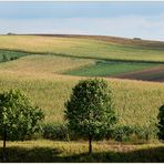 Weinviertler Sommerrückblick -5-