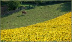 Weinviertler Sommerrückblick -8-