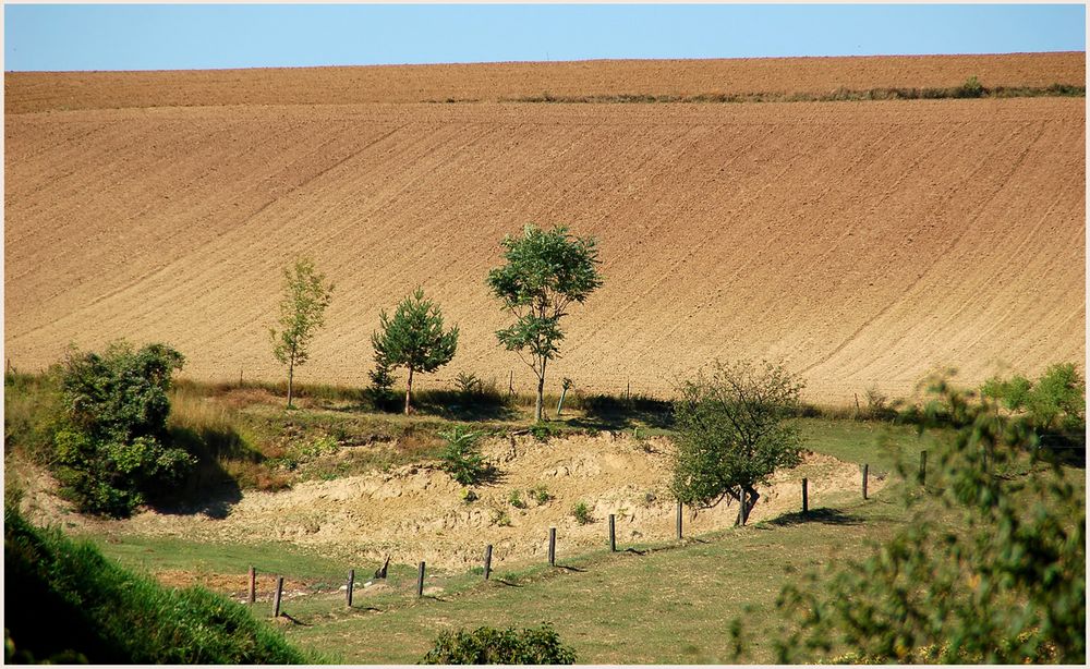 Weinviertler Sommerrückblick -9 - Variante