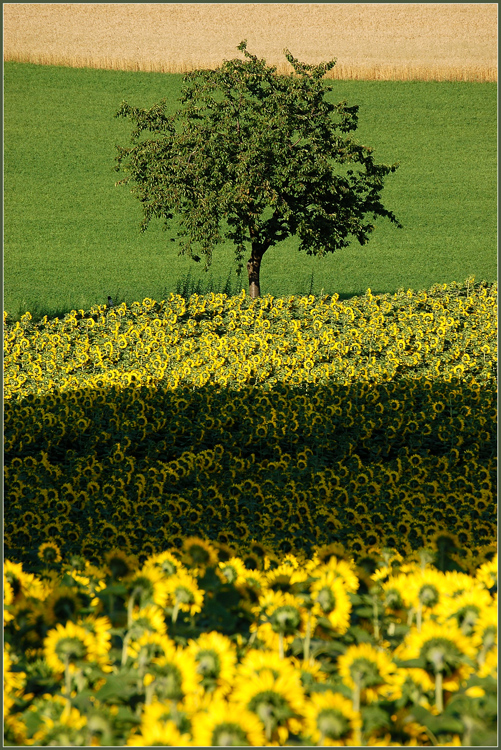 Weinviertler Sommerzeit