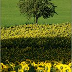 Weinviertler Sommerzeit