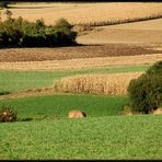 Weinviertler Spaziergang (2)...