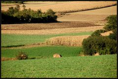 Weinviertler Spaziergang (2)...