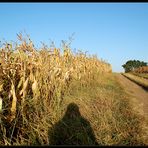 Weinviertler Spaziergang (4)...