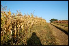 Weinviertler Spaziergang (4)...