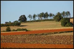 Weinviertler Spaziergang...