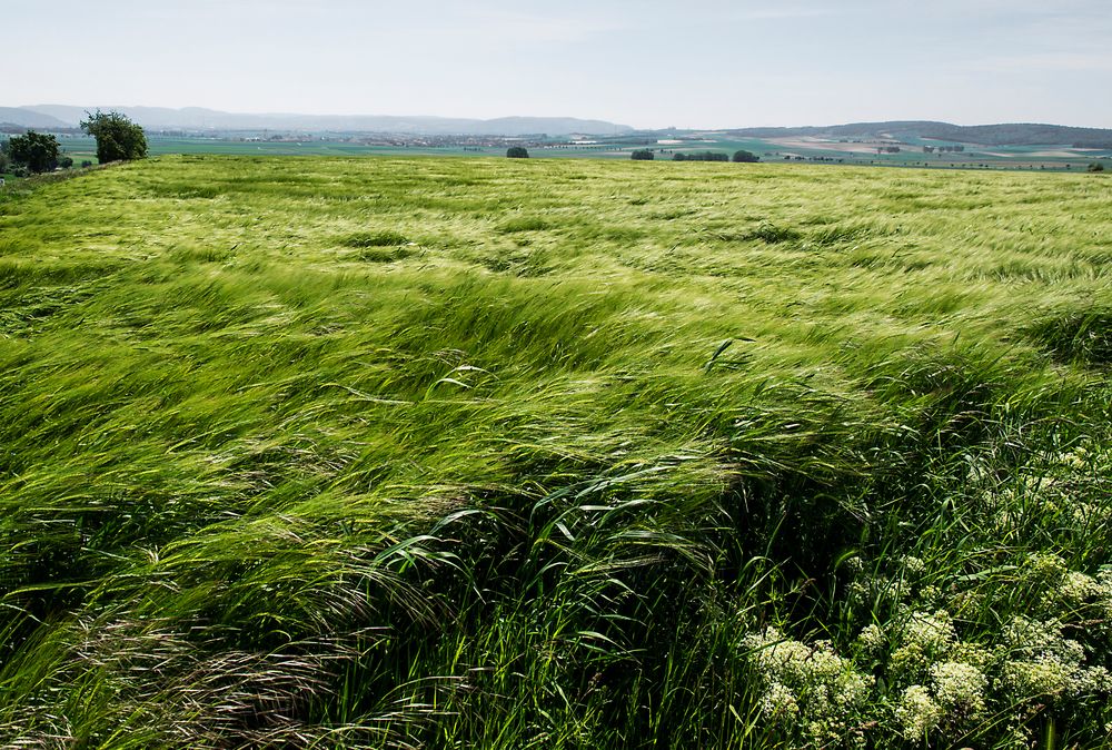 weinviertler sturm