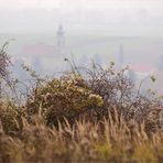 weinviertler weingärten [10]