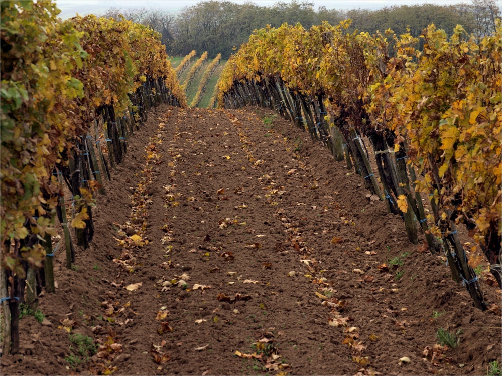 weinviertler weingärten [11]