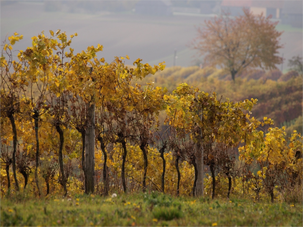 weinviertler weingärten